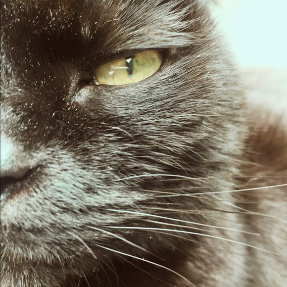 Meet your Posher, Michelle - Picture 1 of 1